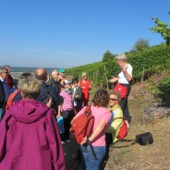 Geführte Weinbergswanderung durch den Michelbacher Apostelgarten (Alzenau)